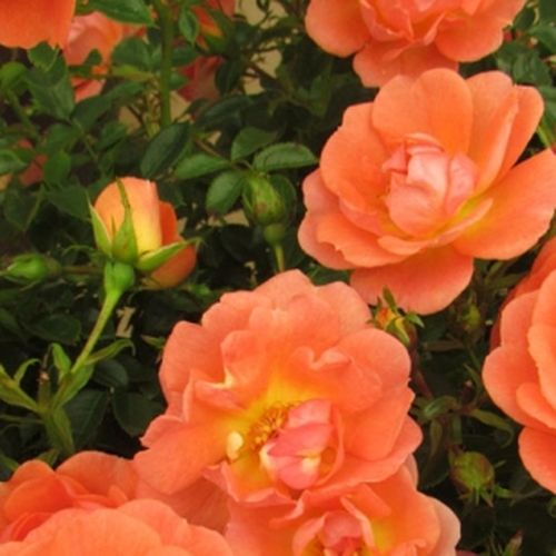 Gärtnerei - Rosa Tango Showground - orange - bodendecker rosen  - diskret duftend - Christopher H. Warner - -